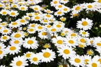 綺麗なお花がいっぱい